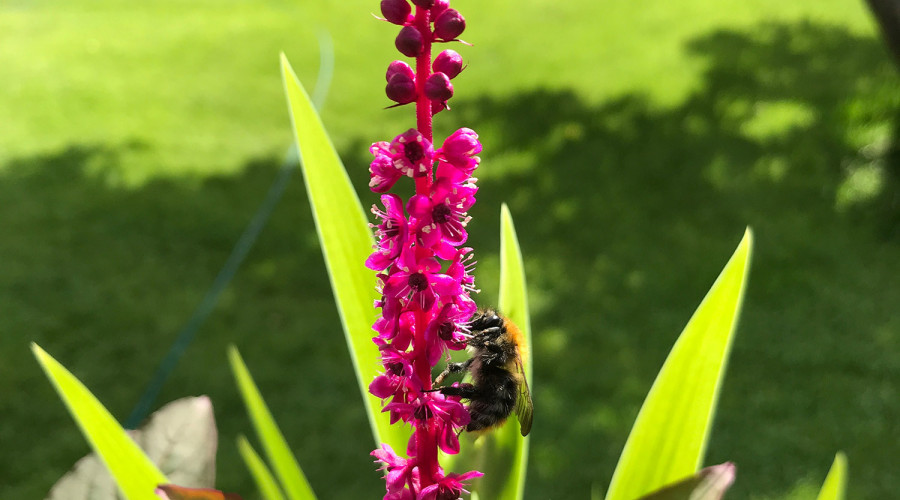 Zomer biodiversiteit