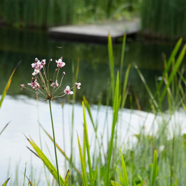 Zwemvijver1