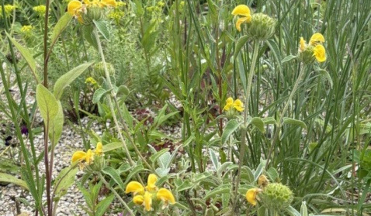 Unknown 35