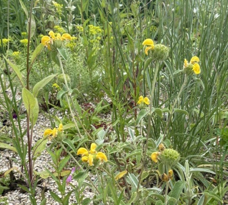 Unknown 35