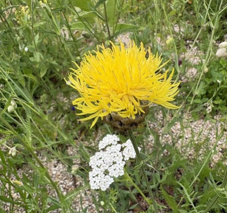 Unknown 33